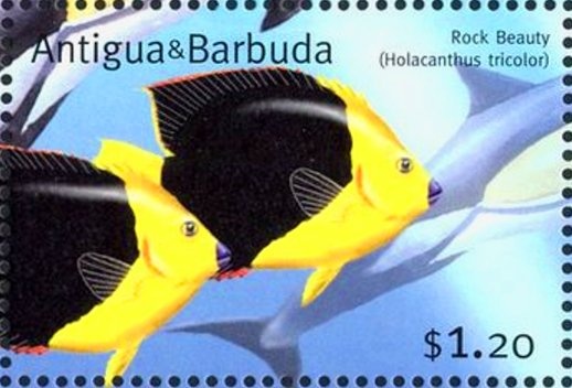 Oceanic Sunfish (Mola mola)