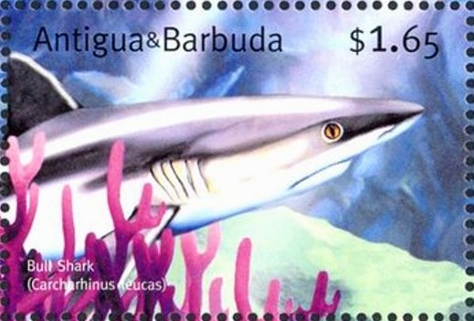 Landing Pair of Caribbean Coot (Fulica caribaea)