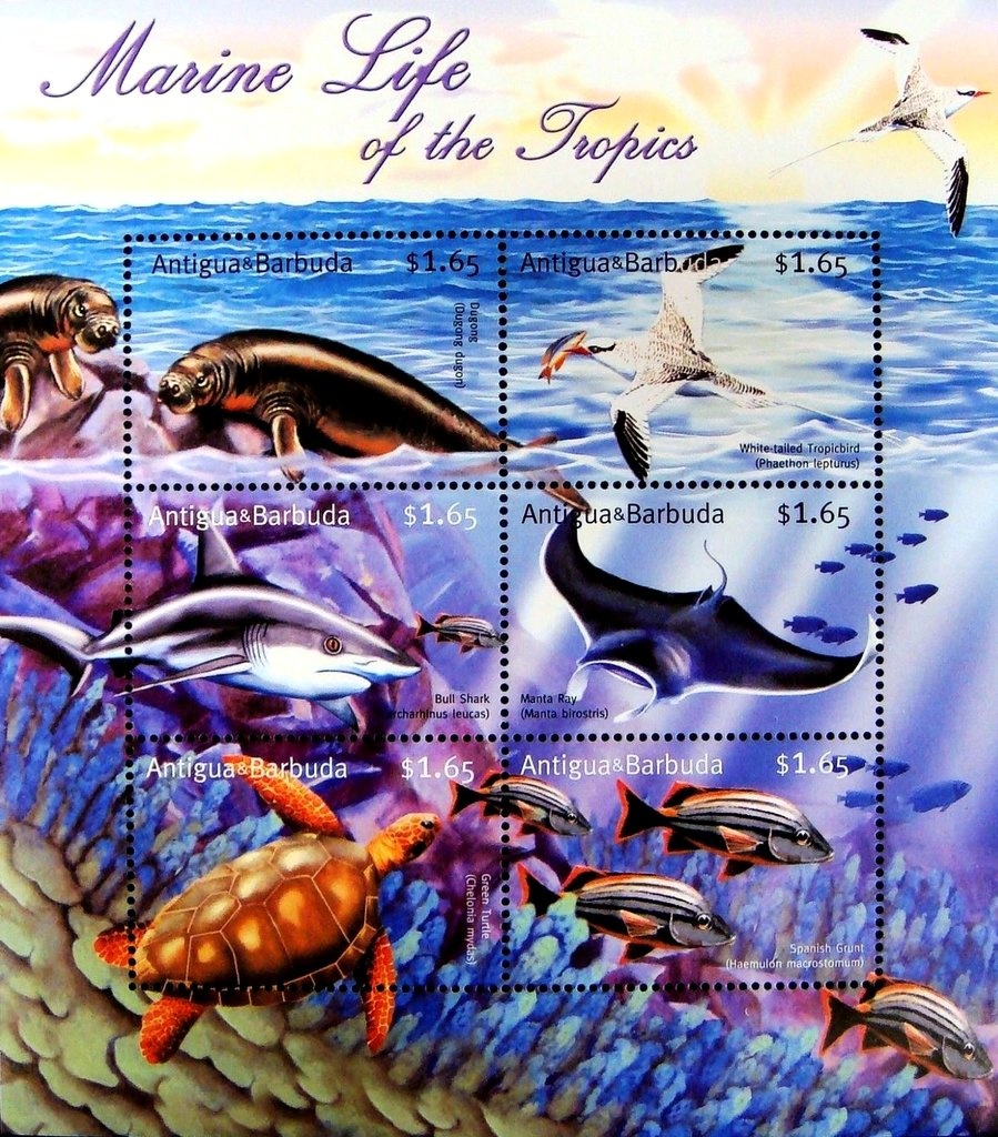 Bougainvillea (Bougainvillea glabra)