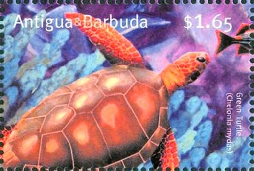 Ring-necked Duck (Aythya collaris)