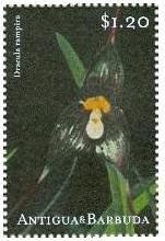 Yellow Parasol (Lactarius necator)