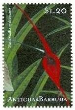 Phyllobolites miniatus