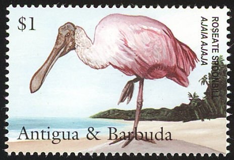 Atlantic Puffin (Fratercula arctica)