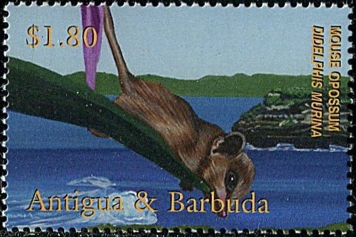 Mick McCarthy (Irish coach)