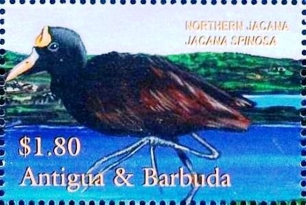 Bat-eared Fox (Otocyon megalotis)