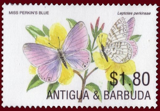 Common Bottlenose Dolphin (Tursiops truncatus)