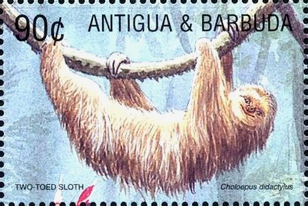 Brown-throated Three-toed Sloth (Bradypus variegatus)