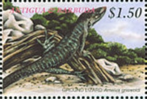 Brown Jellyfish (Chrysaora melanaster)