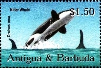 Maltese Dog (Canis lupus familiaris)