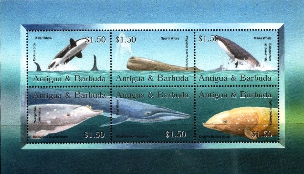 Cantharellus cibarius