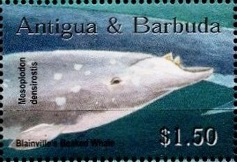 Sloane's Urania (Uranus sloanus)