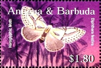 Bananaquit (Coereba flaveola)