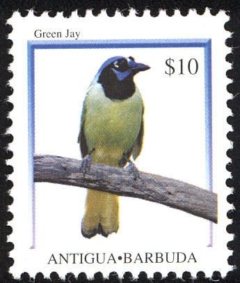 Wire-haired Dachshund