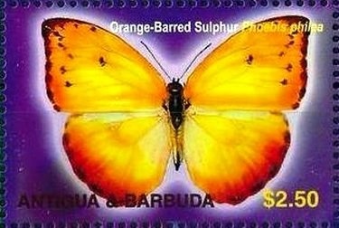 Hawksbill Sea Turtle (Eretmochelys imbricata)