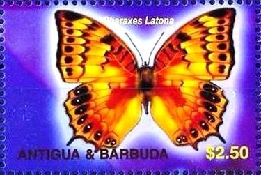 False Androgeus Swallowtail Butterfly (Papilio thersites)