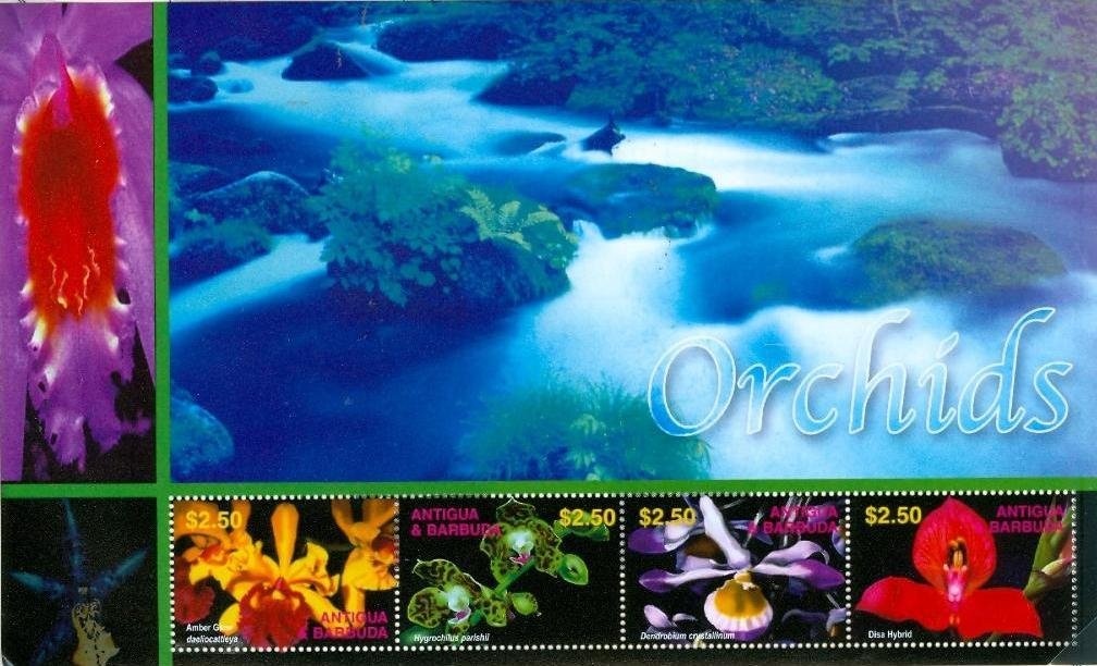 Bridled Quail-dove (Geotrygon mystacea)