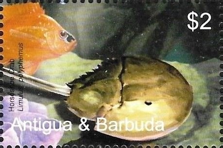 Black Kitten and Sleeping Cream Kitten