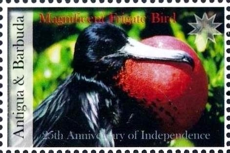 Ocellaris Clownfish and Sea Anemone