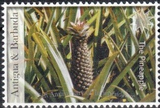 Indigo Hamlet (Hypoplectrus indigo)