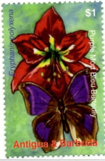 Weedy Seadragon (Phyllopteryx taeniolatus)