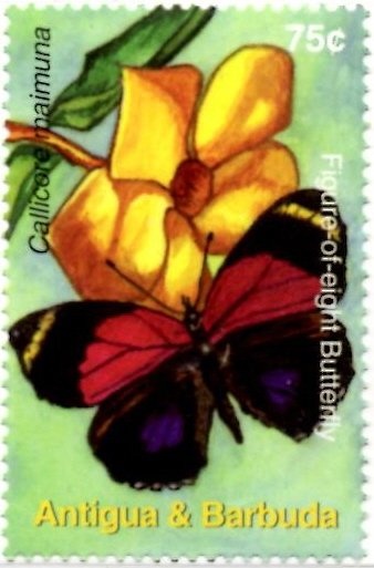 Scalloped hammerhead