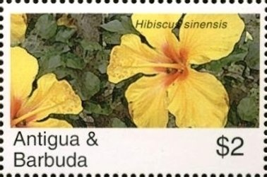 Pagan Lovesong (Maclellanara sp.)