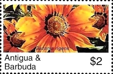 Northern Gannet (Morus bassanus)