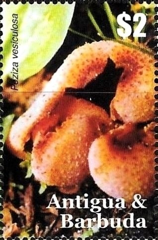 Seahorses of the Caribbean