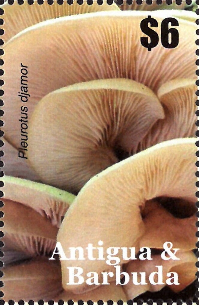 "Amor" (Parmigianino)