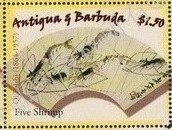 Racoon Butterflyfish