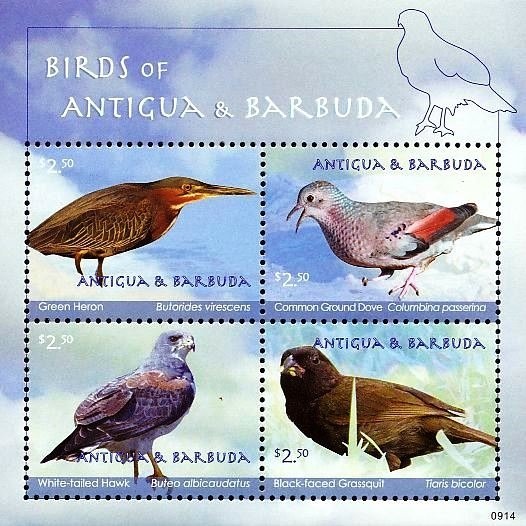 Avocado (Persea americana)