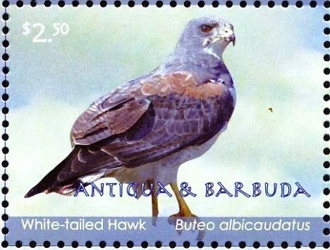 Mallard (Anas platyrhynchos)