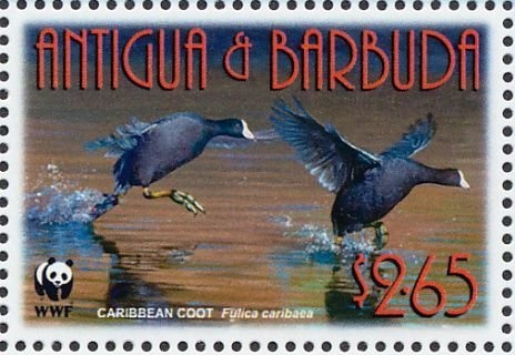 Antiguan Racer (Alsophis antiguae) with Pebbles and Leaves