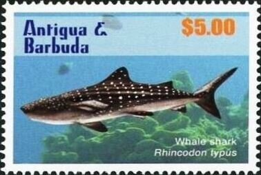 White Kitten with Balck-tipped Tail