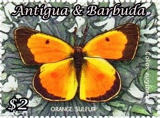 Common Morel (Morchella esculenta)