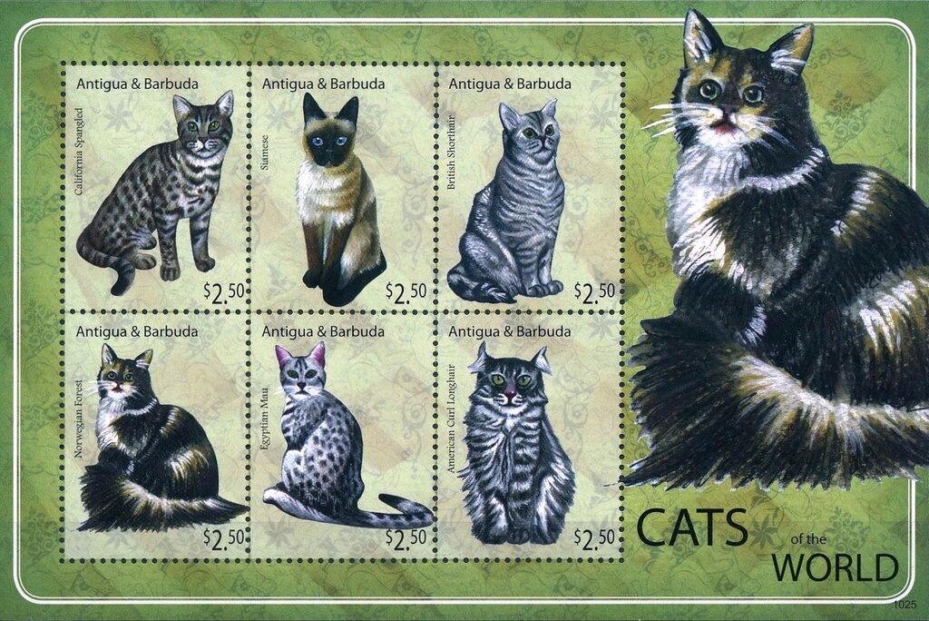 Barrel Jellyfish (Rhizostoma pulmo)