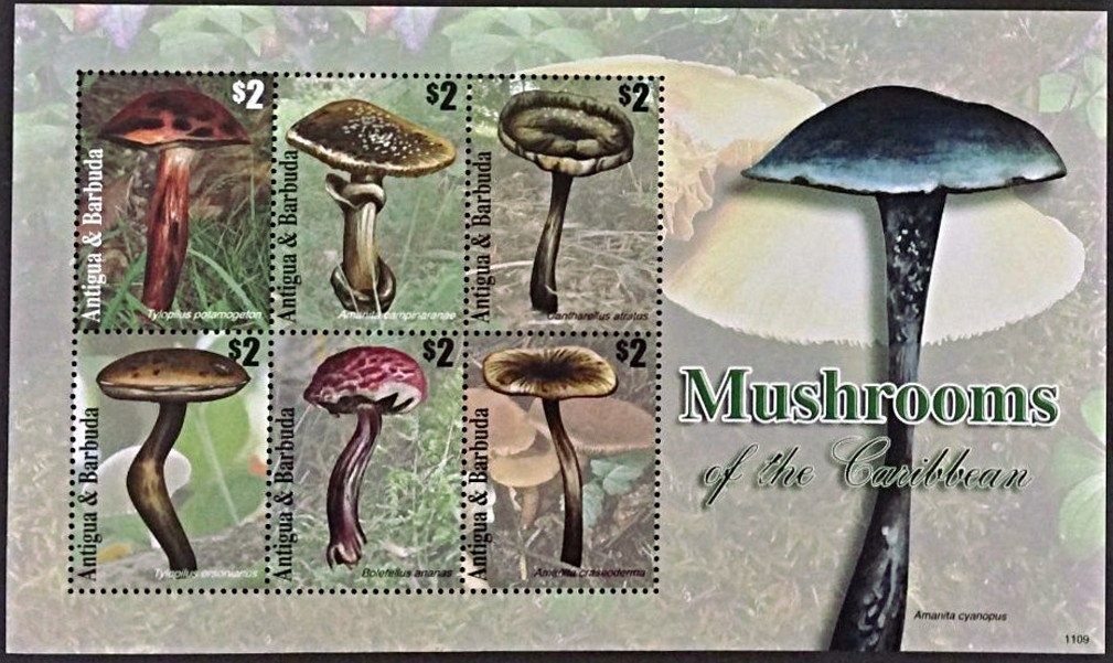 Fulvous Whistling-duck (Dendrocygna bicolor)