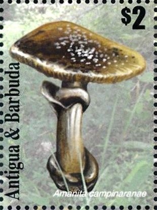 Yellow Seahorse (Hippocampus taeniopterus)