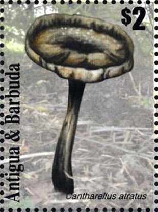 Giant Panda (Ailuropoda melanoleuca) Eating Leaves