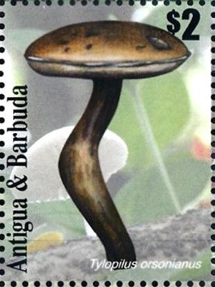 Mallard (Anas platyrhynchos)