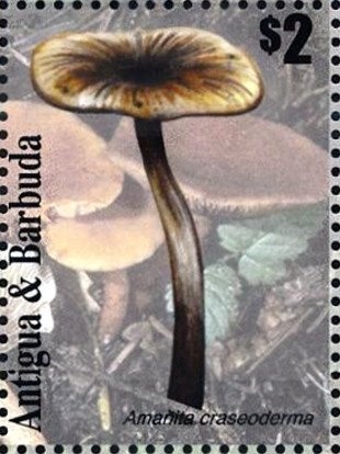 Golden Persian (Felis silvestris catus)