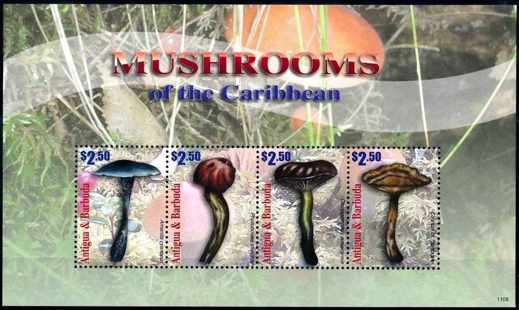 Mesquite (Prosopis chilensis)