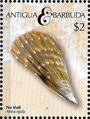 Black Skimmer (Rynchops niger)