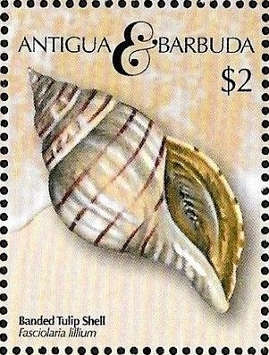 Tabby Persian (Felis silvestris catus)