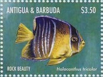 Head of Scalloped Hammerhead Shark (Sphyrna lewini)