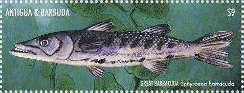 Red-eyed Tree Frog (Agalychnis callidryas)