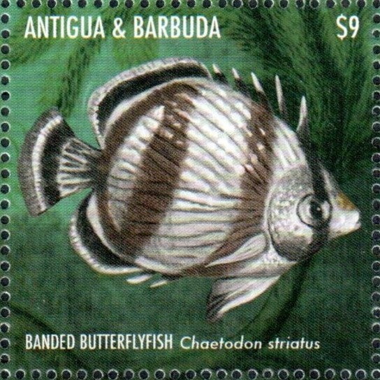 19th World Scout Jamboree, Chile