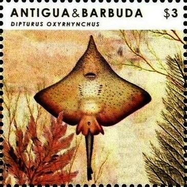 Green Jay (Cyanocorax yncas)