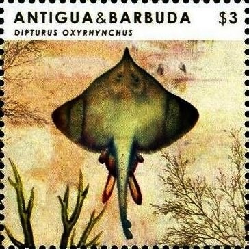 Vanishing Species of Antigua and the Caribbean