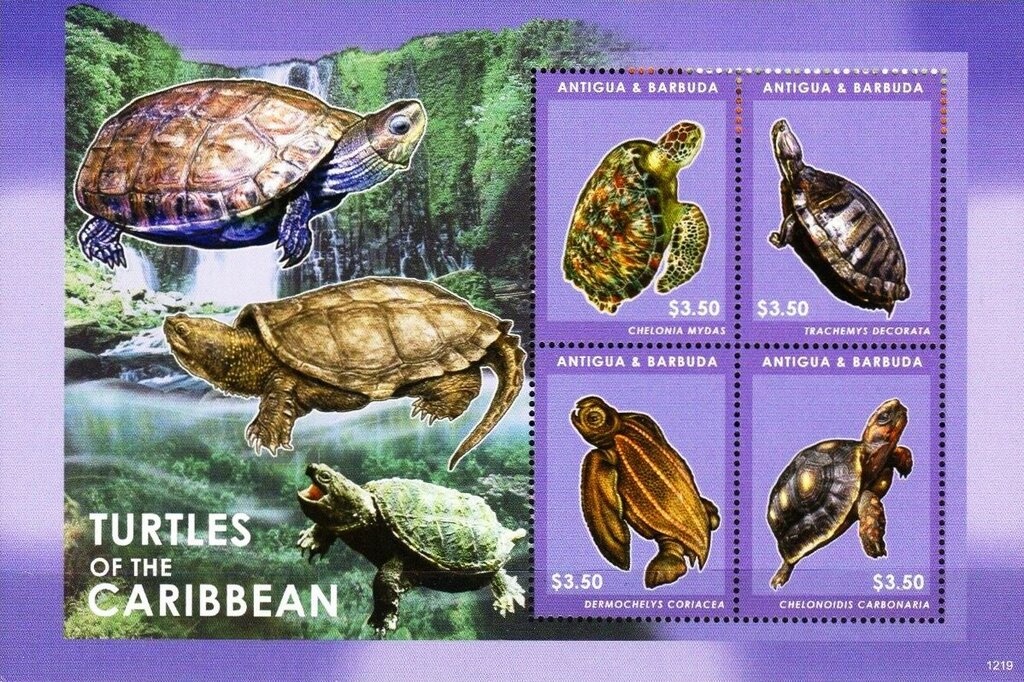 Dolphins of the Caribbean